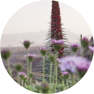 Find out how the Teide National Park is a great observatory of climate change Find out how the Teide National Park is a great observatory of climate change